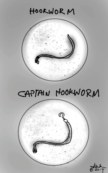 hookworm 1a